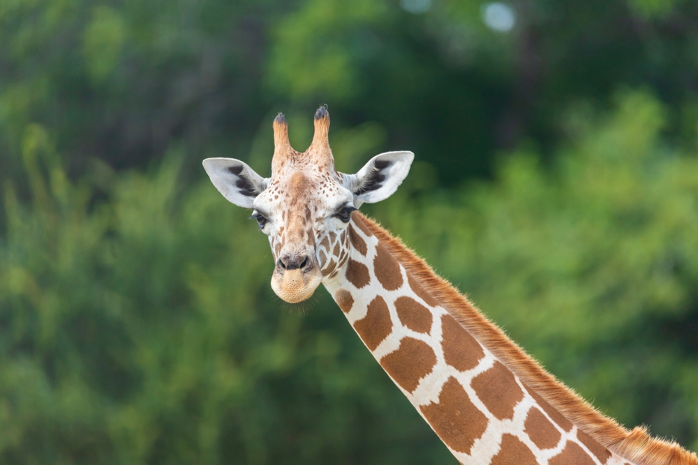 Giraffe at the Fossil Rim Wildlife Center near Granbury, Texas