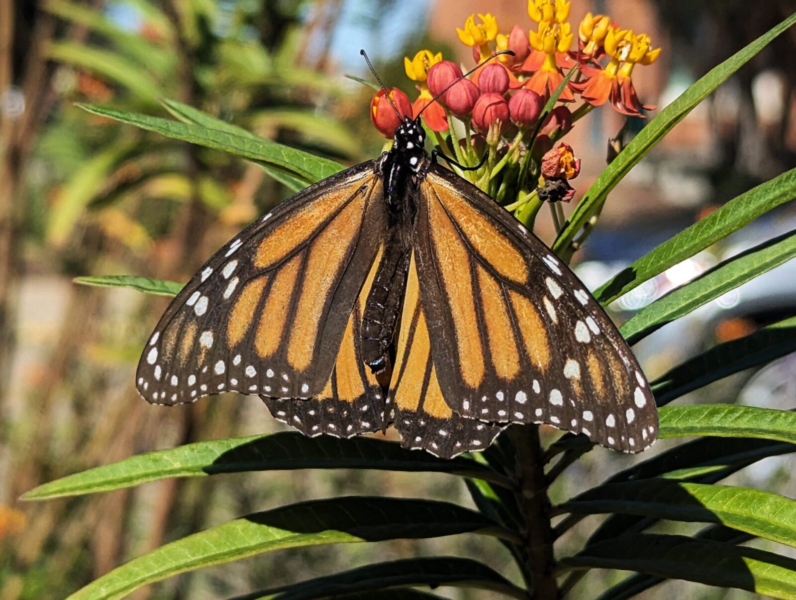 Monach Butterfly feeding on wildflower at Acton Nature Center in Granbury.
